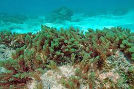 Image result for Achyropsis