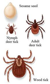 Pin On Ticks
