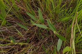 Image result for Eriosema pentaphyllum