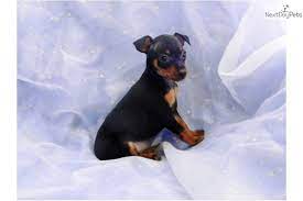 Runningridge Min Pins Puppies Puppies Puppies Miniature Pinscher Puppy Puppies Pinscher