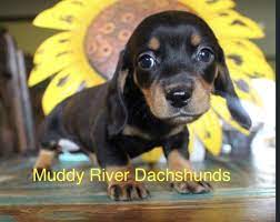 Dachshund puppies dapple, reds, black and tans ckc. Muddy River Dachshunds