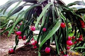 Pin On How Does Your Garden Grow