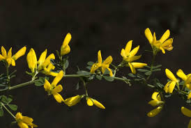 Image result for Adenocarpus