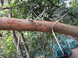Image result for Acacia robusta