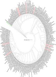 Image result for Trichoneura grandiglumis