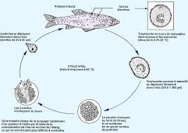 15 Prevention Et Traitement Des Maladies De Poissons
