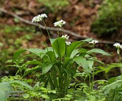 Image result for Allium ursinum