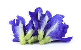 Image result for Shankhpushpi images