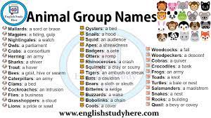 100 Examples Of Collective Nouns English Study Here