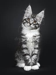Showing and raising maine coons for over 30 years. Cute Silver Black Tabby Maine Coon Cat Kitten On Black Background Stock Photo Image Of Adorable Cute 141852322