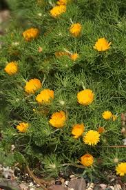 Consultare sempre un medico o uno specialista per una. 29 Shrubs Latin Names Ideas Shrubs Plants Flowers