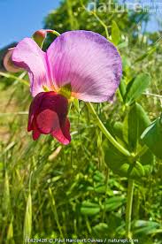 Image result for Pisum