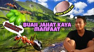 Bila orang yang digigit tidak memiliki alergi terhadap sengatan semut yang serius dan masih bisa bernapas dengan normal, pengobatan rumahan berikut ini. Gigitan Semut Merah Kecil Dan Cara Penyembuhannya Youtube
