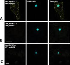 Check spelling or type a new query. A Comprehensive Toolkit For Quick And Easy Visualization Of Marker Proteins Protein Protein Interactions And Cell Morphology In Marchantia Polymorpha Biorxiv