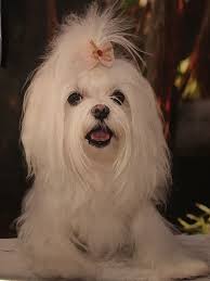 From Our Calendar Maltese Maltese Dogs Maltese Puppy Maltese