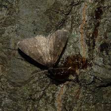 How To Make Your Own Sugar Bait To Attract Moths Moth Bait How To Make
