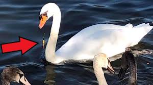Schwan's company, formerly known as the schwan food company, is a privately owned company under cj cheiljedang with approximately 12,000 employees. Hanau Schwan Verschluckt Angelhaken Es Folgen Dramatische Szenen Hanau