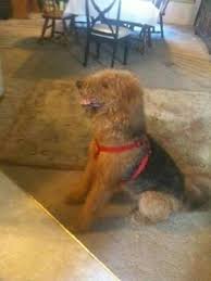 Don't miss what's happening in your neighborhood. Airedale Terrier Puppies Akc For Sale In Brooksville Florida Classified Americanlisted Com