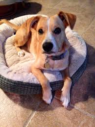 Believe To Be Jack Russell Lab Mix Sweet Mac Jack Russell Lab Mix Labrador Retriever