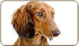 We produe rare colors such as chocolate, dapple, cream, blonde, blue, piebald, isabella, etc. Dachshund Puppies For Sale Near Zip Postal Code 62675