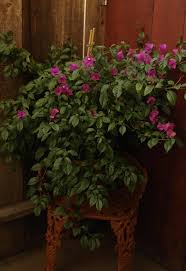 Chahya january 5, 2010 at 4:26 pm. Photo Of The Entire Plant Of Bougainvillea Elizabeth Angus Posted By Zuni Garden Org