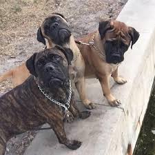 Please select an option below for more information about our services and available. Bullmastiff Puppies Home Facebook