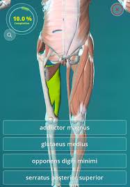 Anatomy pictures muscles and bones pdf downloads. Anatomy Quiz Muscles And Bones Graphicvizion