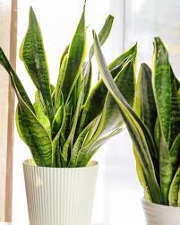 Discover the magic of the internet at imgur, a community powered entertainment destination. Snake Plant Care Tips Watering Schedule Lighting Needs More