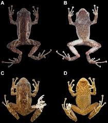 Image result for Pristimantis gladiator