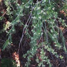 Image result for Asparagus laricinus