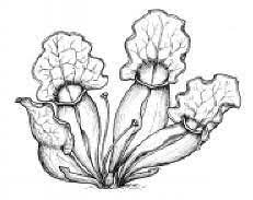 There's also a nice grouping of holiday coloring pages here. Carnivorous Plants Coloring Pages Carnivorous Plants Plant Pictures Coloring Pages