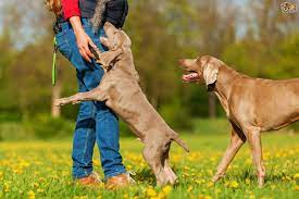 (this exercise assumes your dog already knows how to sit.) keep repeating until your dog remains seated as the greeter approaches. How Do I Keep My Dog From Jumping On People The Mint Hill Times