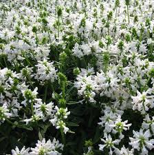 Image result for Dyschoriste albiflora