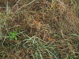 Image result for Brachyachne simonsii