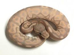 We did not find results for: Pin On Reptiles Pet