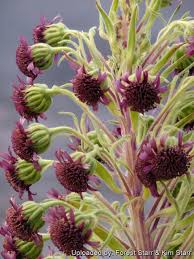 Image result for Schoenoxiphium