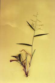 Image result for Urochloa deflexa