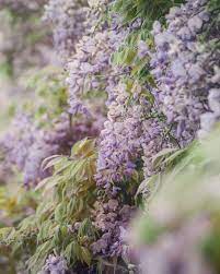 Wisteria In Bloom Ireland Landscape Ireland Vacation Dublin Ireland Travel