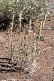 Image result for Schmidtia kalahariensis