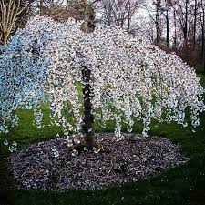 The white flowers appear before the leaves. Snow Fountains Weeping Cherry Trees For Sale The Tree Center