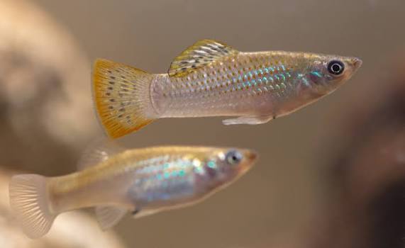 Poecilia mexicana - Wikipedia