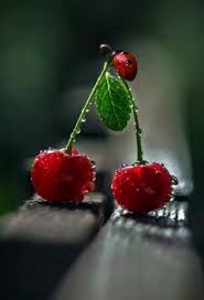 Cherries Fruit Photography Beautiful Fruits Fruit Art