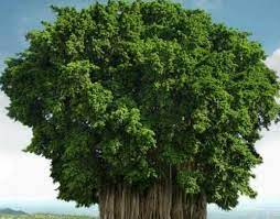 樹木世界之最 最稀有的樹 全世界僅有一株 最高50層樓高 每日頭條 big tree plants herbs