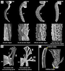 See my world through your eyes. Integrative Taxonomic Revision Of The Land Snail Genus Sarika Godwin Austen 1907 In Thailand With Descriptions Of Nine New Species Eupulmonata Ariophantidae