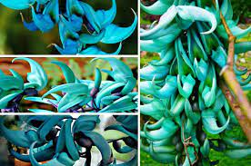 We did not find results for: Jade Flower One Of The Largest Plants In The World