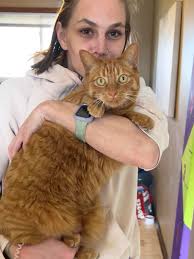 Orange tabby cat lost near St James school