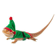 Adriansito wanted a bearded dragon… unfortunately they did not have. Merry Bright Trade Elf Bearded Dragon Costume Reptile Habitat Accessories Petsmart Bearded Dragon Costume Bearded Dragon Colors Bearded Dragon Costumes