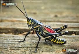 She is the extension director in nassau county, florida and also a university of florida faculty member. Horse Lubber Grasshopper Taeniopoda Eques