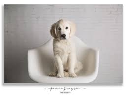 Each puppy is carefully tended so that it can add a touch of grace to your family. Golden Retriever Puppies Colorado Springs Co Bmo Show