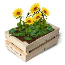 Mini Garten Kiste Mit Mini Sonnenblumensamen Shop Landhaus Look Mini Garten Sonnenblumensamen Blumen